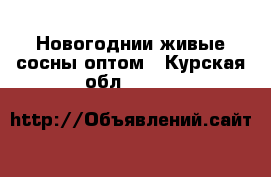 Новогоднии живые сосны оптом - Курская обл.  »    